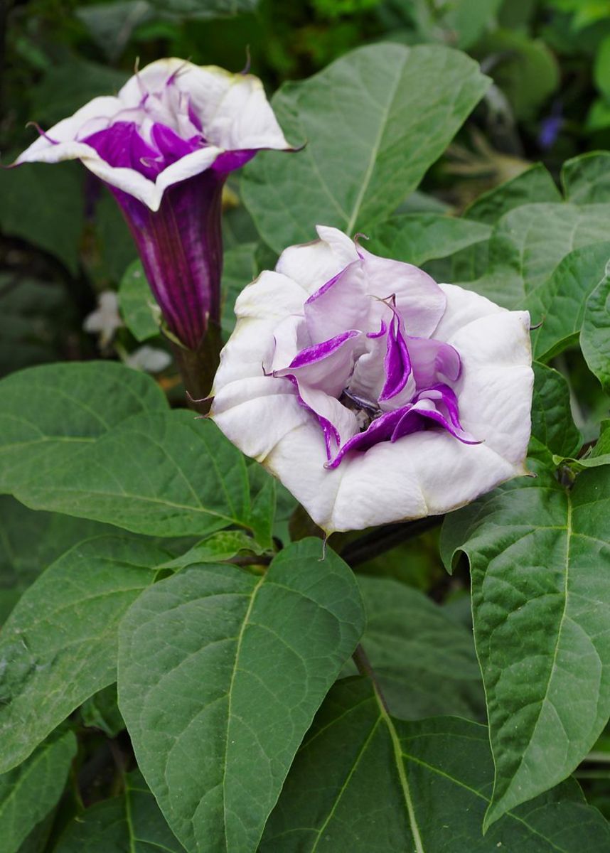 How to Grow Datura (Devil’s Trumpets)