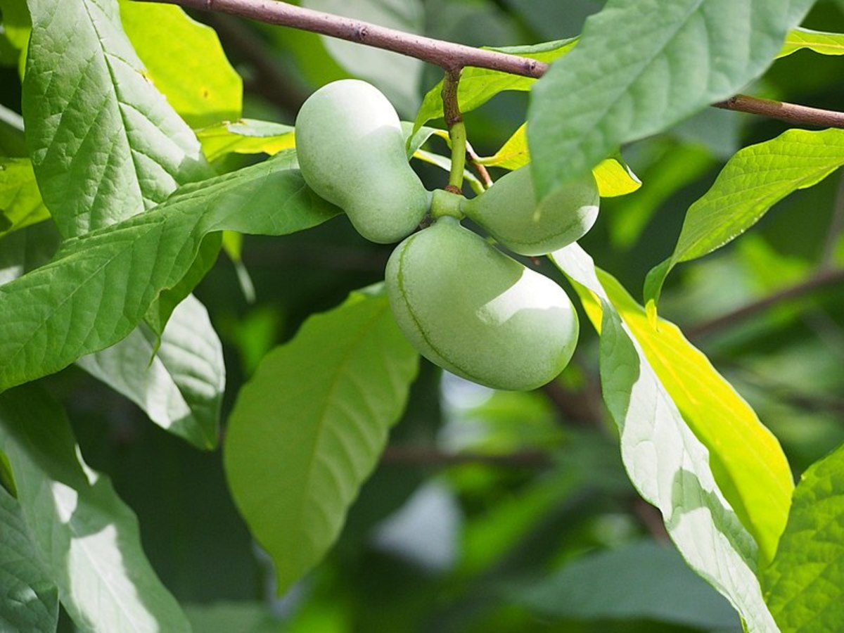 How to Grow Pawpaws, a Native Fruit Tree