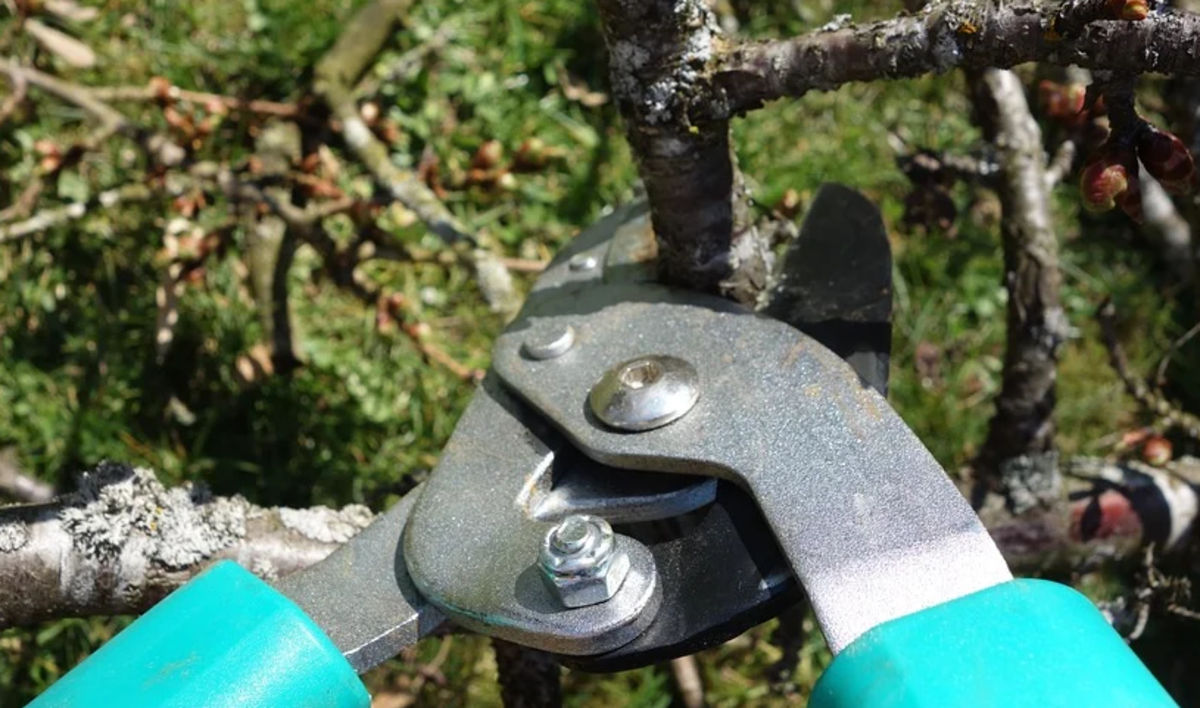 Pruning shears are the only tool needed to start a tree from cuttings.