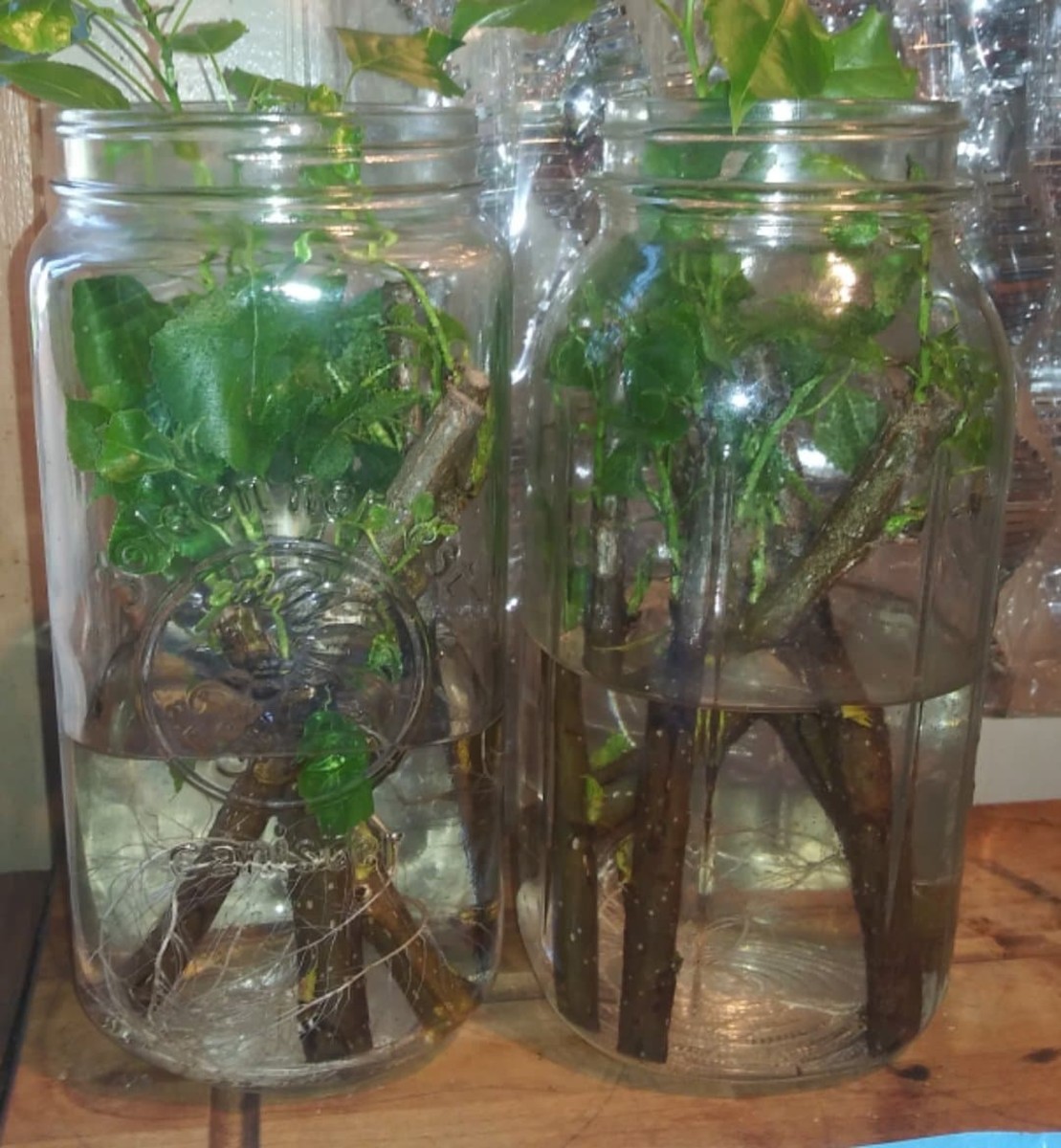 Place cuttings in clear jars with three inches of water.