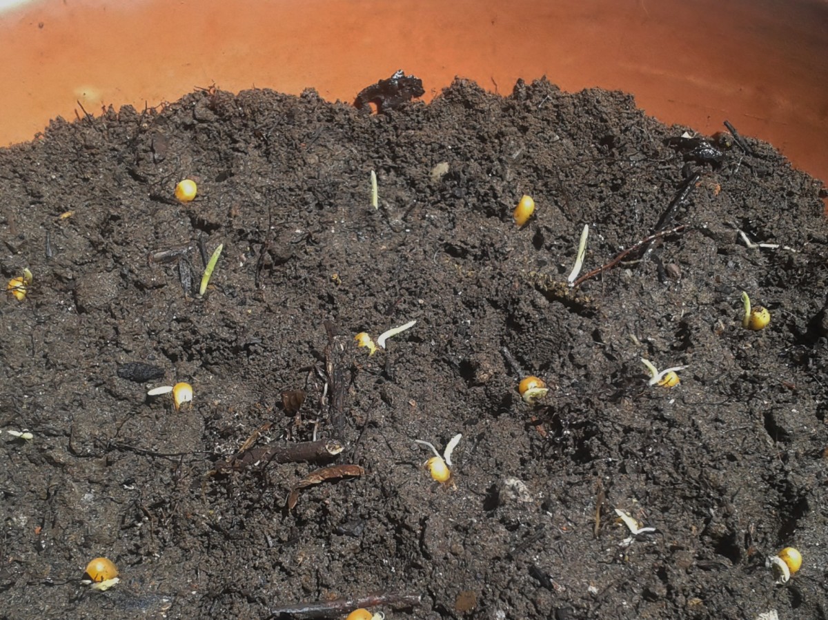 Here I just planted the kernels that sprouted after two days of soaking.