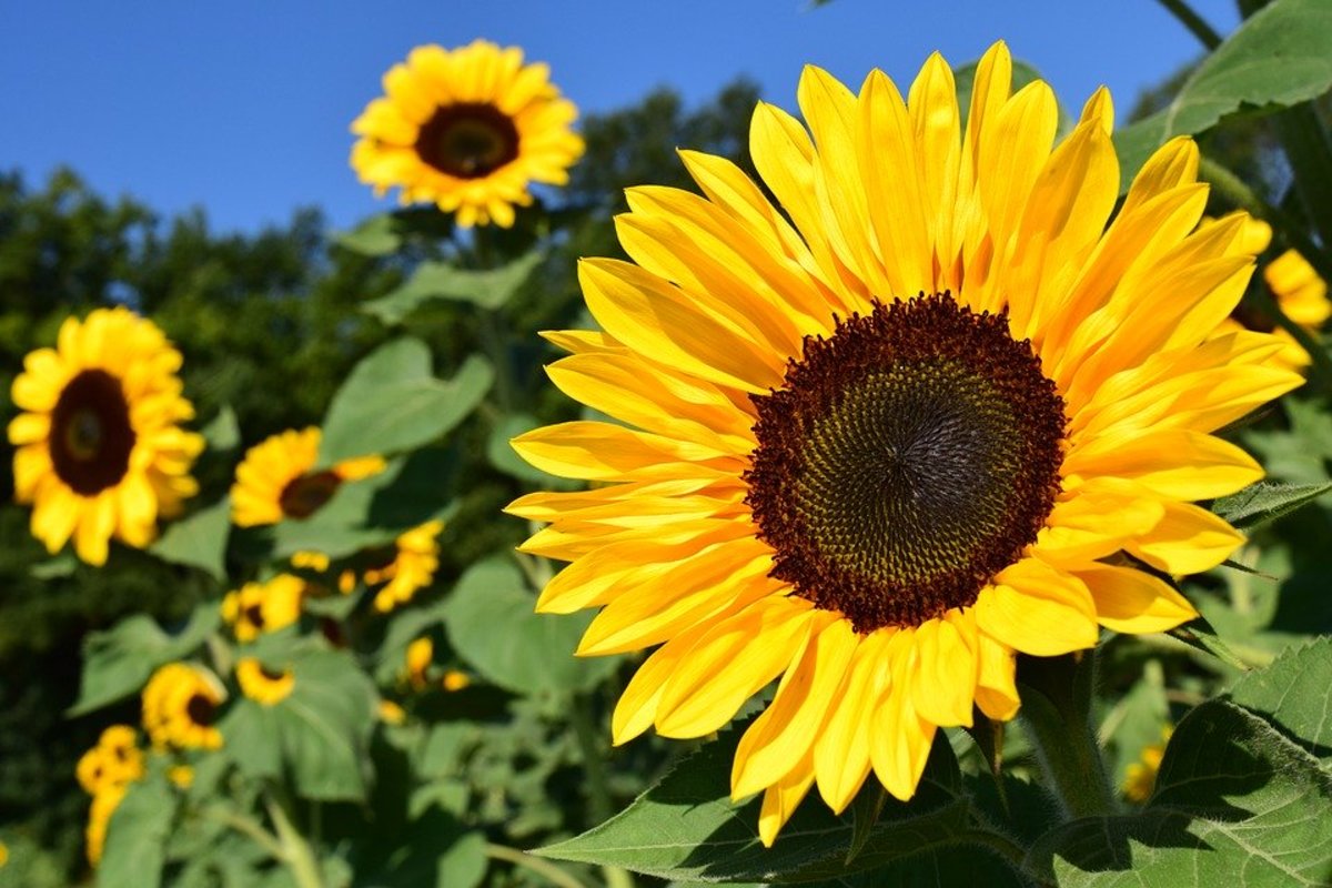 Sunflowers are a well-known yellow flower.