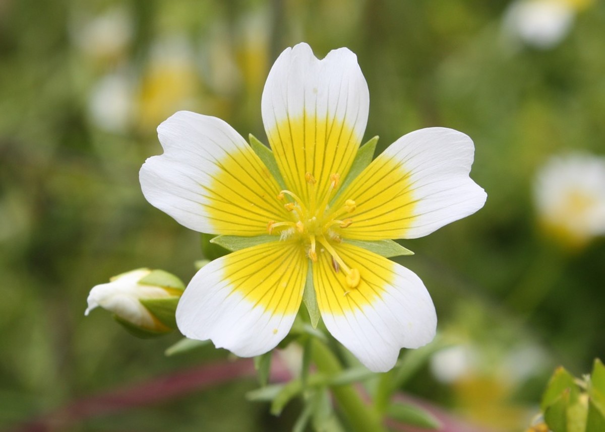 Poached Egg Plant flower.