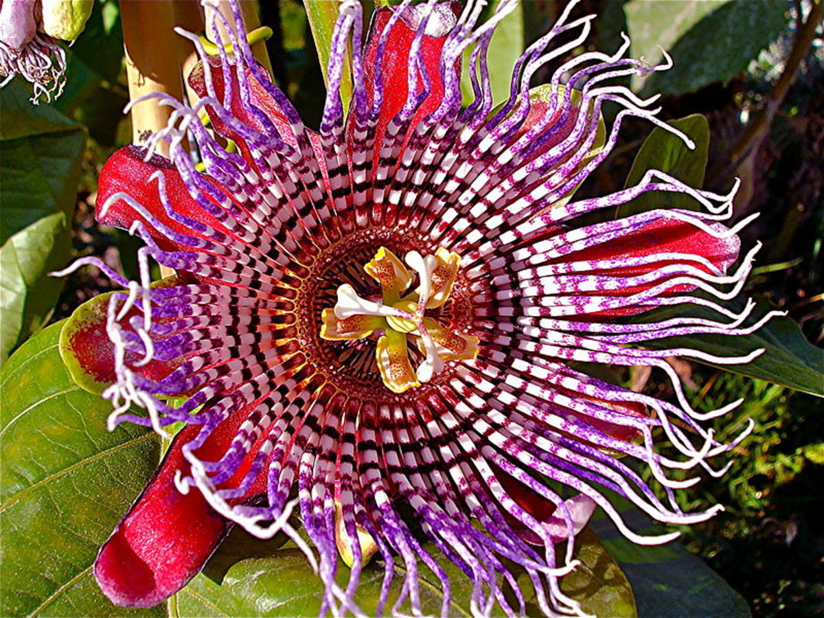 Passiflora × decaisneana, a hybrid passion flower