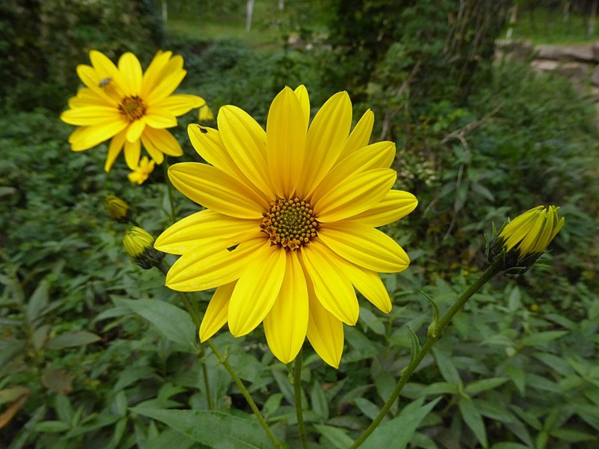 How to Grow Jerusalem Artichokes (Sunchokes) Dengarden