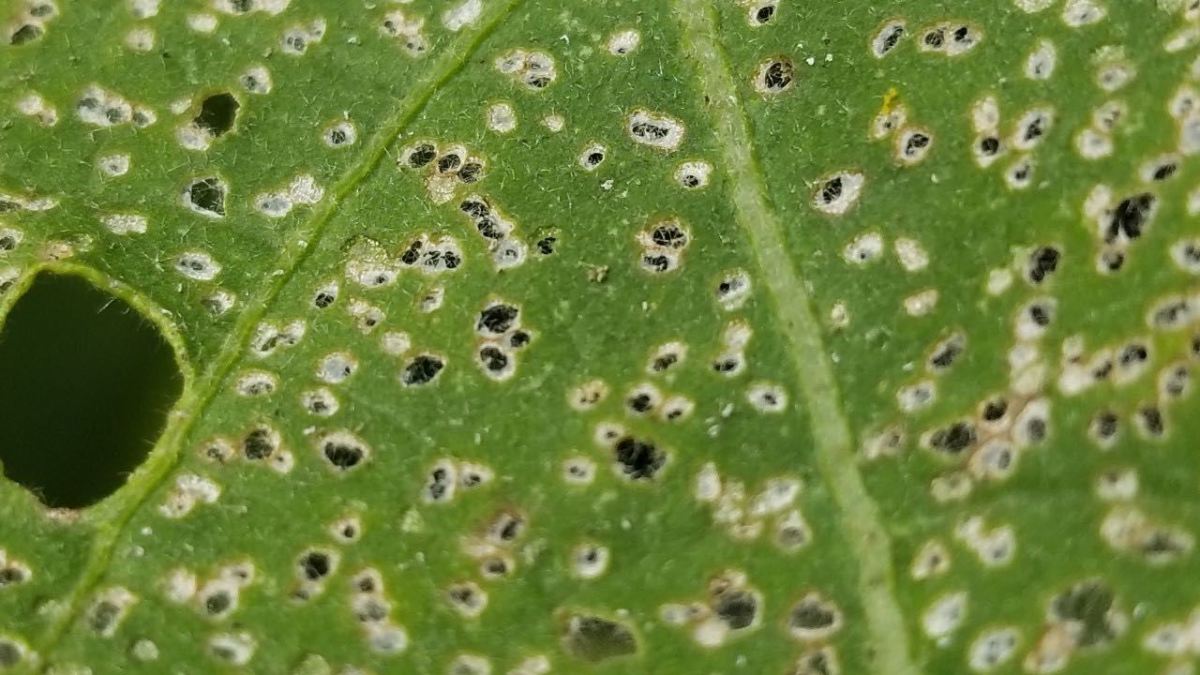 The Flea Beetle An Enemy to Many of Your Vegetables Dengarden