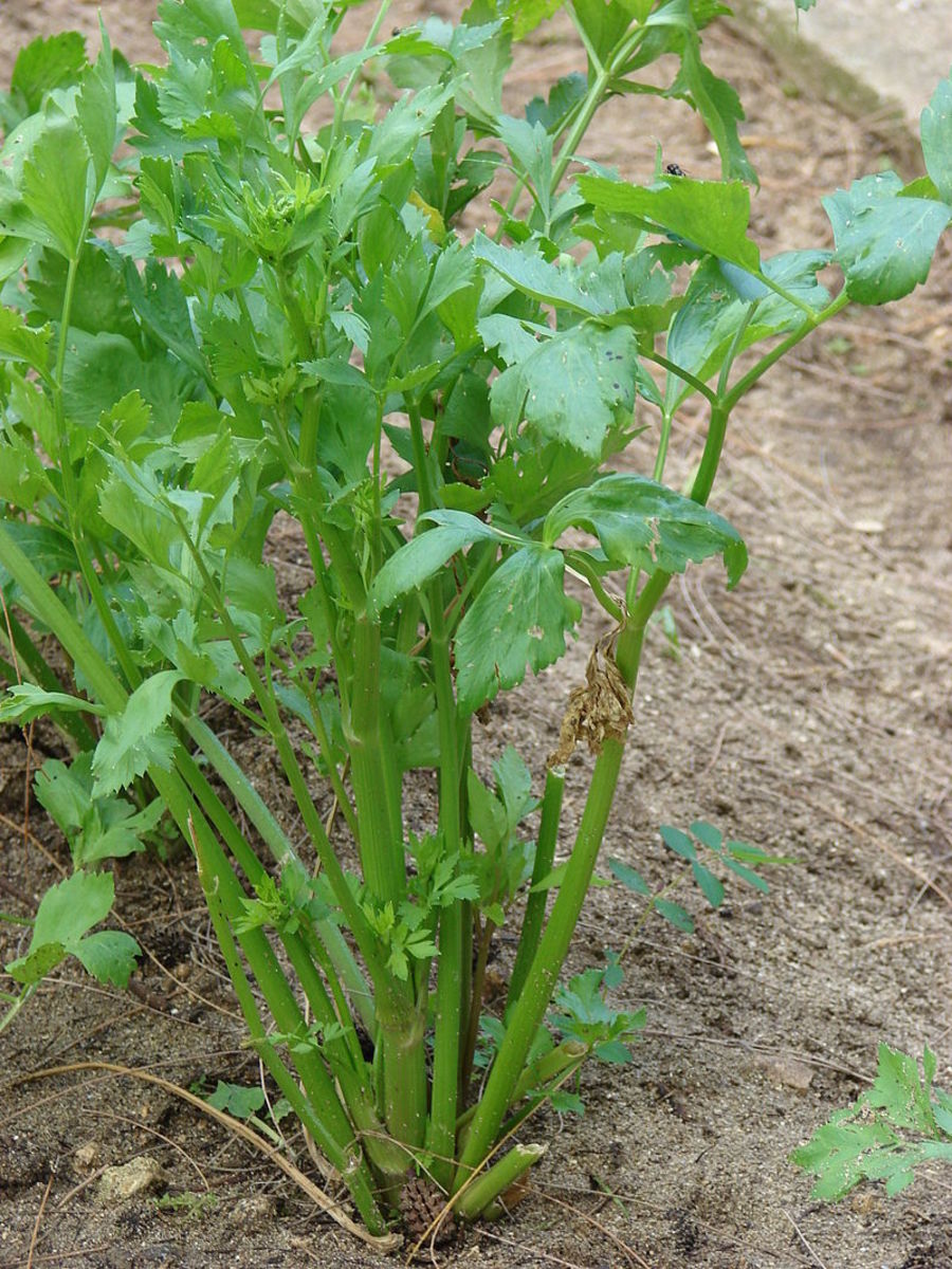 Individual stalks can be harvested by cutting them off 1 to 2 inches above the soil line.