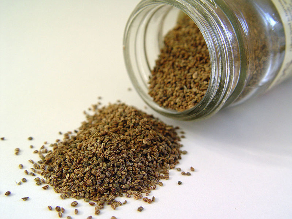 The dried seeds are used as a flavoring.