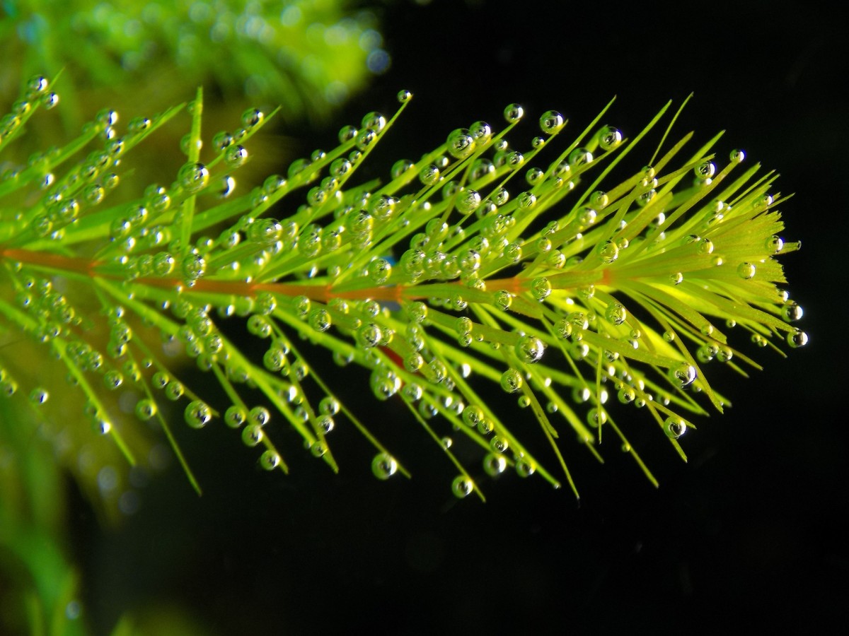 Hydrophytes: Indoor and Outdoor Water Garden Plants - Dengarden