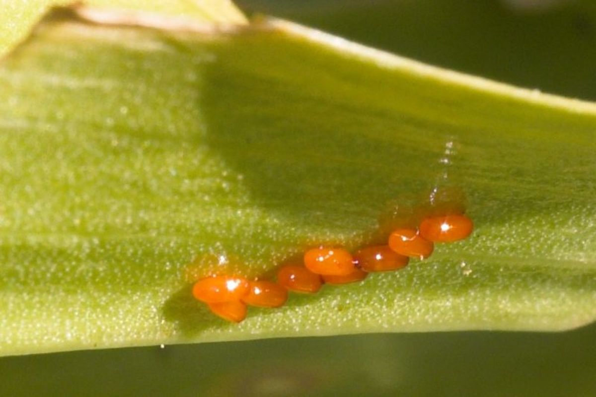 The female beetles lay their eggs in neat rows along the backs of leaves.