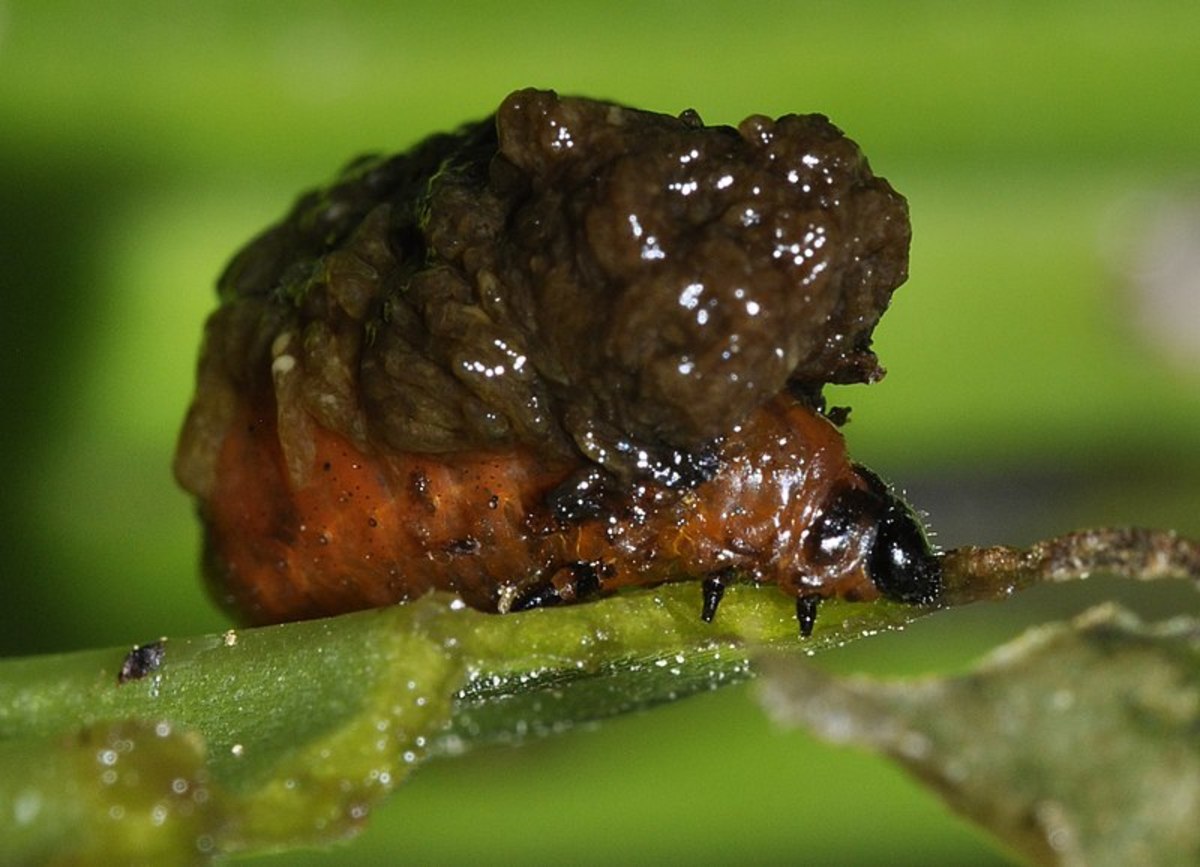 The larvae cover themselves with their own excrement.