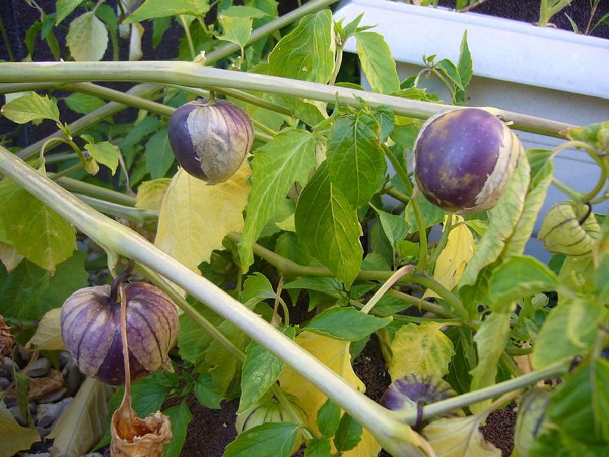 Tomatillos that are allowed to ripen past the green stage, will split their husks and if not harvested, will drop seed for next year in your garden.