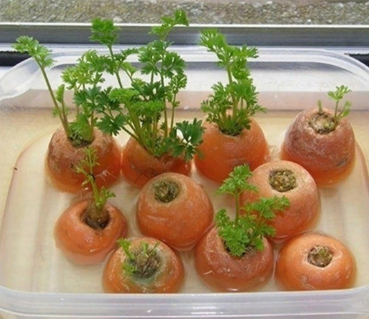 Place carrots bottom up in a container with a bit of water.