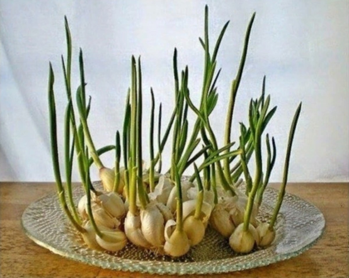 Garlic is super easy to grow. You can either submerge the bottoms in water or plant it right away—either way, it'll sprout in a couple of days.