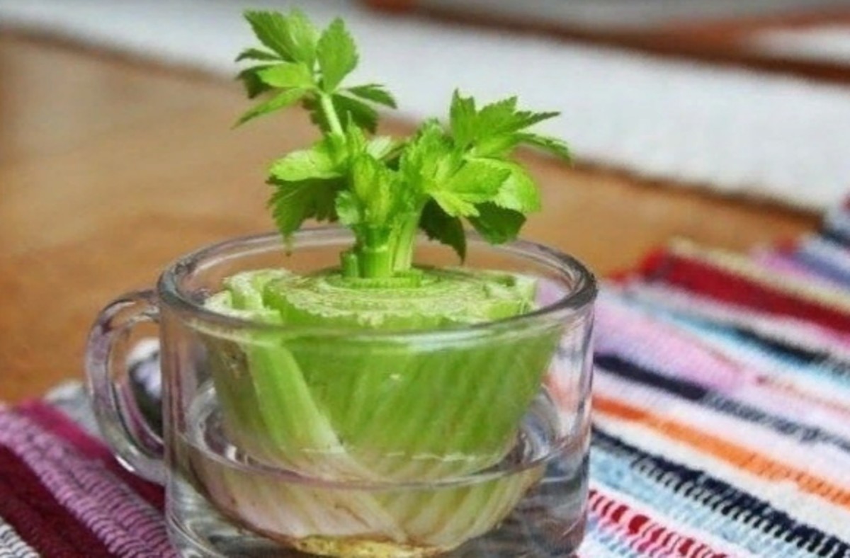 Place the bottom of a celery stalk in a shallow bowl with water, and leaves will begin to grow after a few days.