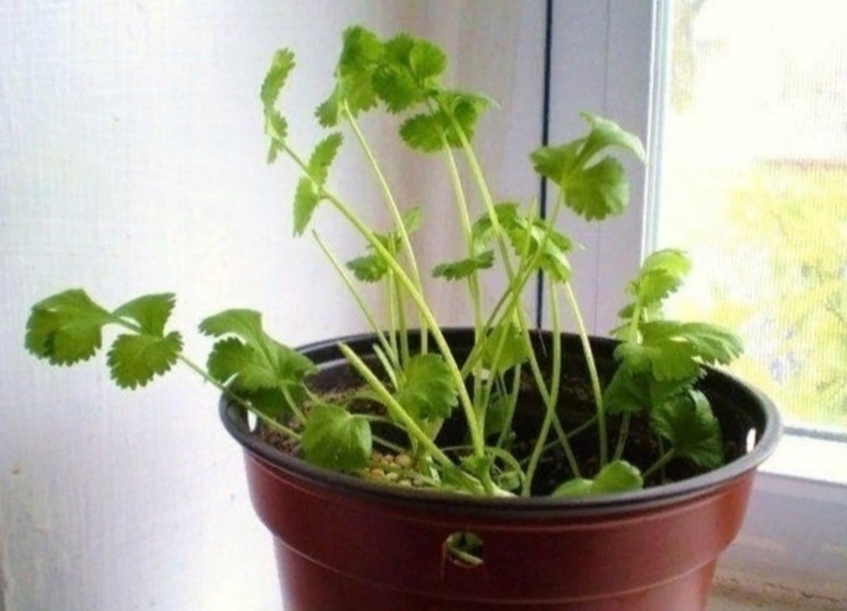 Cilantro sprouts easily in a glass of water. As soon as small roots appear, transfer it to a container with soil.
