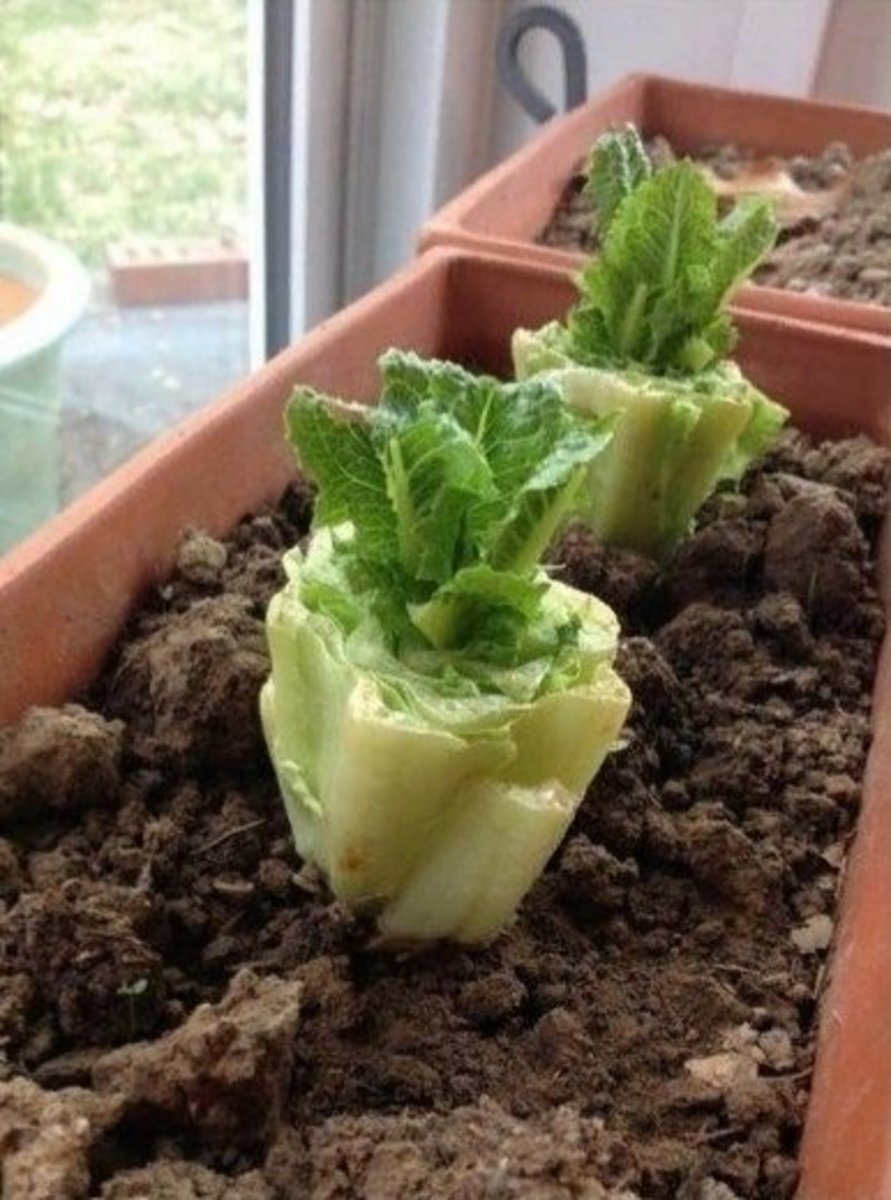 The base of a romaine lettuce can be planted straight into the soil, and new leaves will appear in a matter of days!