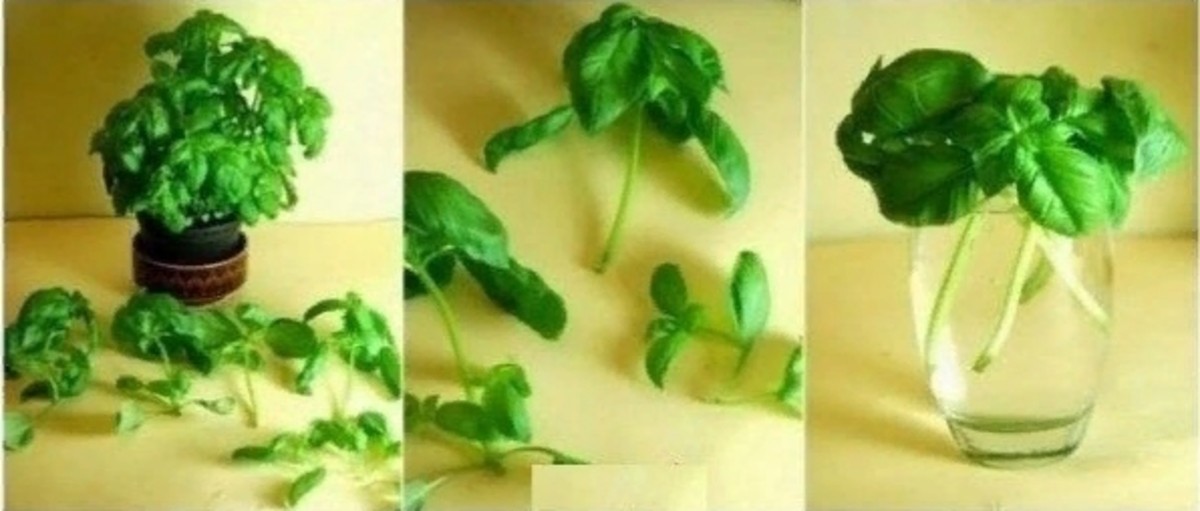 Just like with cilantro, basil stems will grow small roots after being submerged in water for a few days.