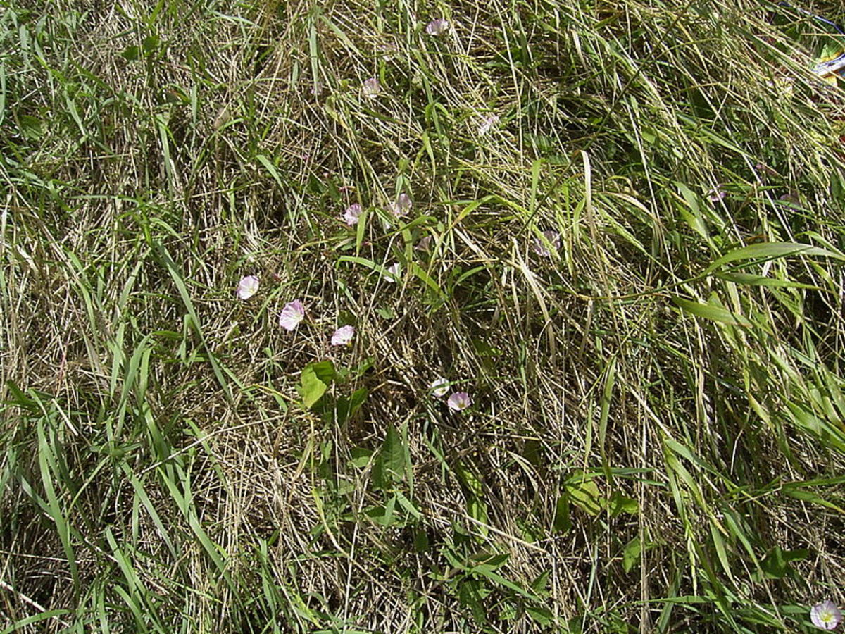 How To Get Rid Of Bindweed Creeping Jenny Dengarden