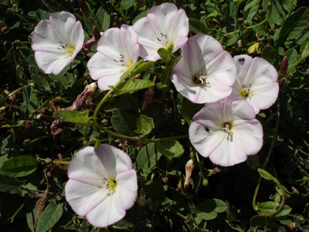 How to Get Rid of Bindweed (Creeping Jenny)