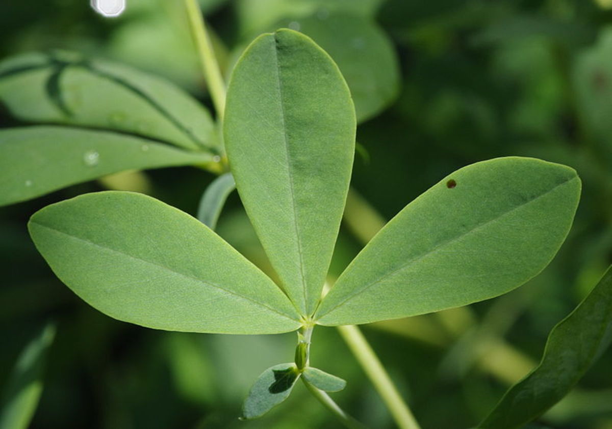 The leaves are trifoliate which means that they grow in groups of three around the stem.