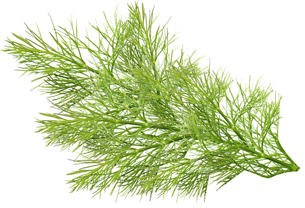 A close-up of a fennel plant.