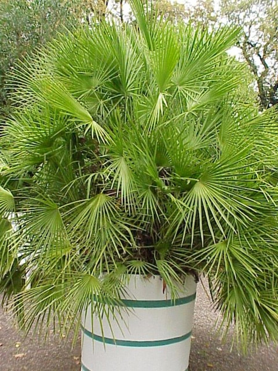 How to Grow a European Fan Palm Indoors or Outdoors