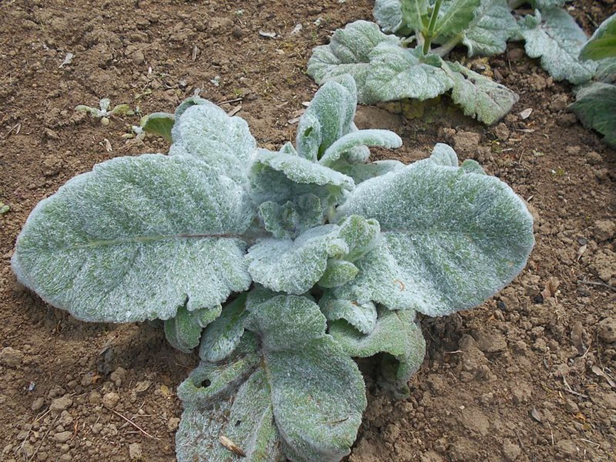 Silver sage develops offshoots which can be divided from the main plant.
