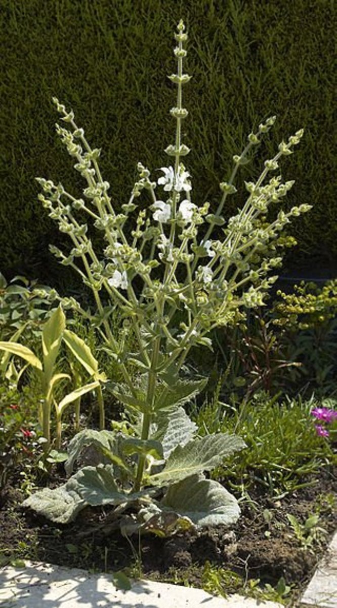 The flowers appear on stems that are often likened to candelabras.