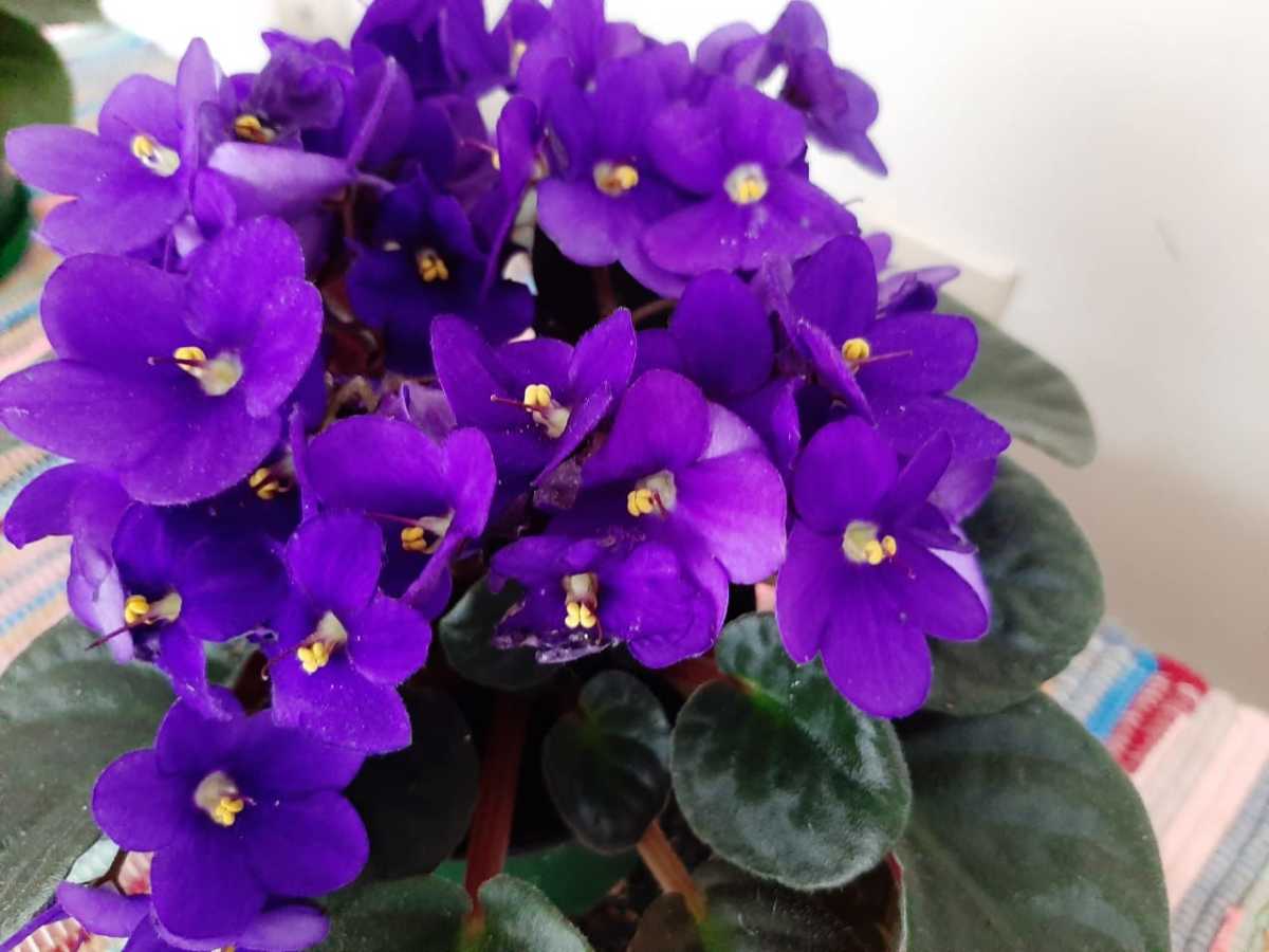 how-to-grow-african-violets-from-leaves-dengarden