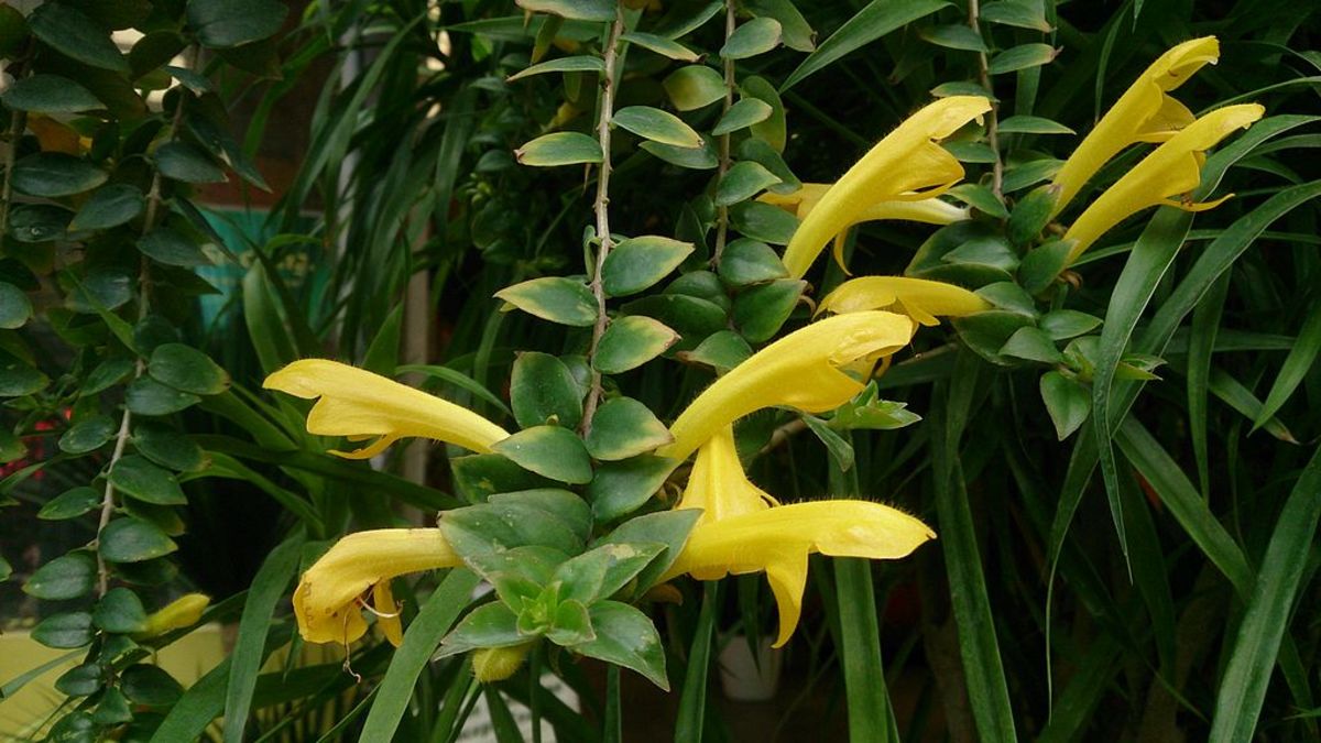 A yellow flowering lipstick plant