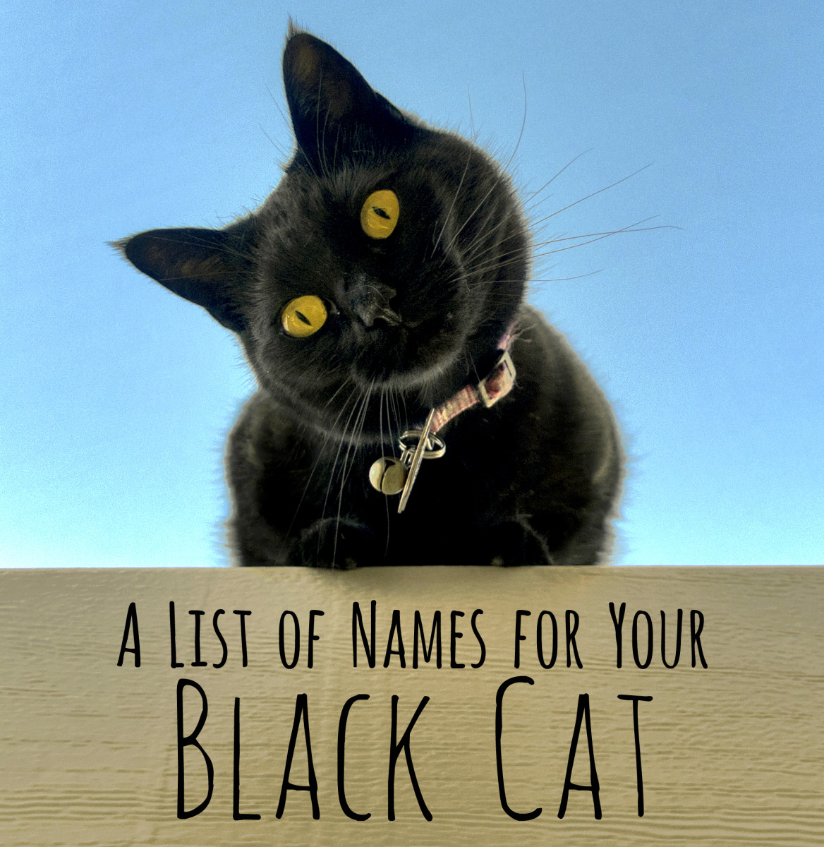 A list of black cat names