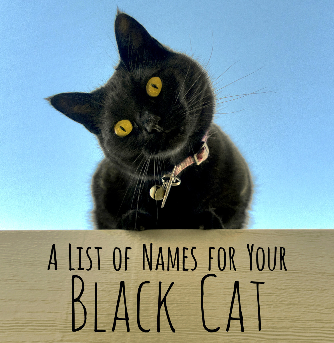 250 Cool Unique And Creative Names For Your Black Cat PetHelpful