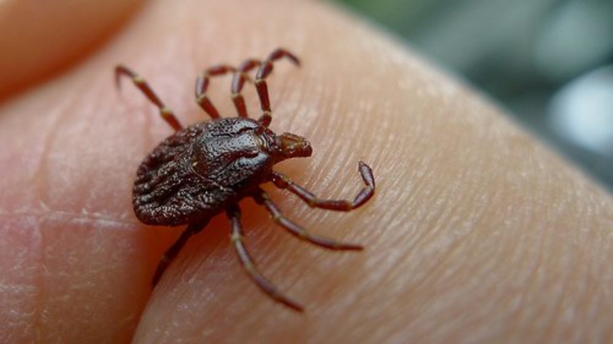 Lyme Disease is easily transferred to animals and humans by the bite of a deer tick carrying Borrelia.