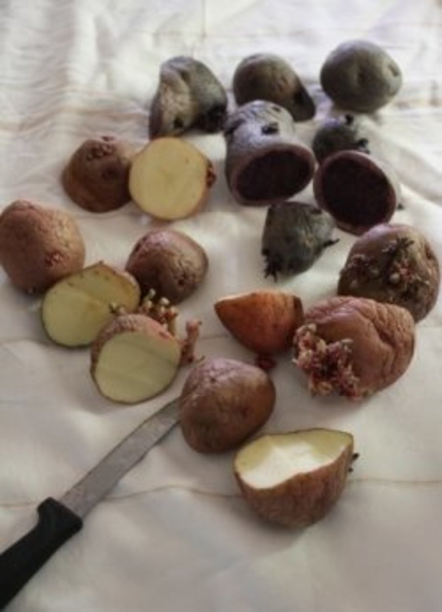Multi-hued seed potatoes have sprouted in a warm dark place and are ready to be cut into pieces, each with at least one sprout.