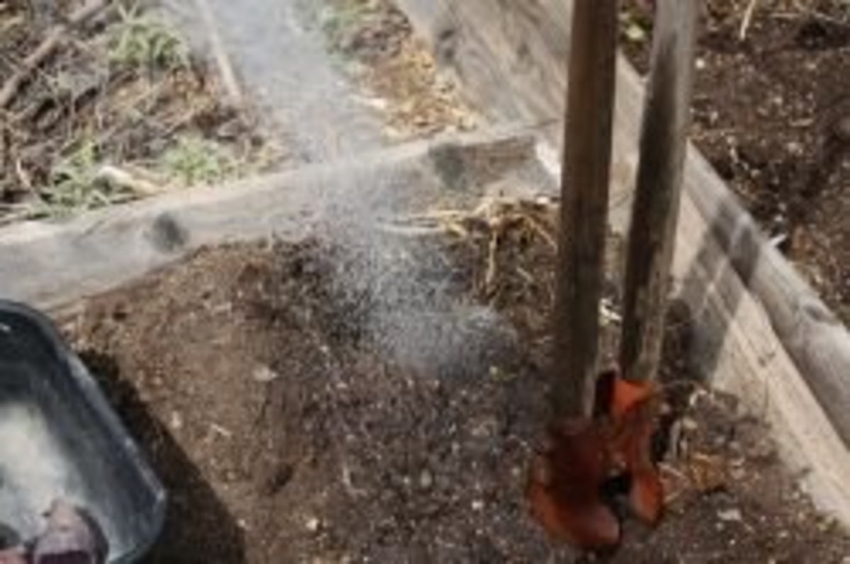 watering in the potatoes