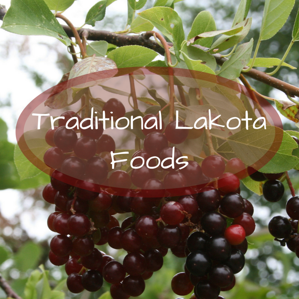 Traditional Lakota Foods