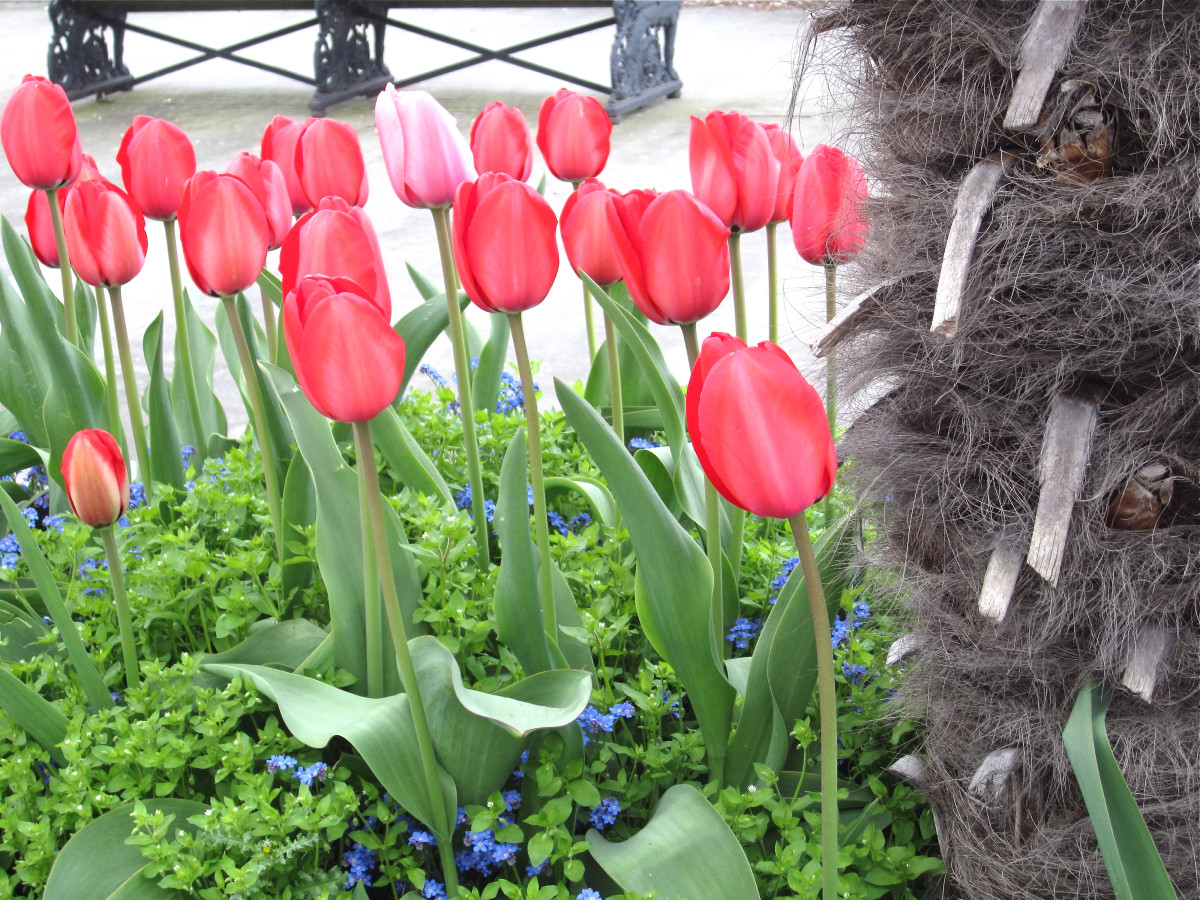 12 Poisonous Houseplants, Their Health Effects, and Safe Alternatives