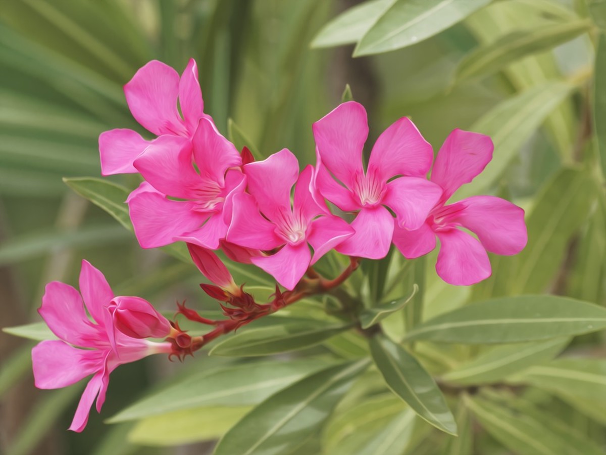Oleander contains four potent toxins—oleandrin, oleondroside, neriin, and digitoxigenin—that are dangerous even in small amounts.