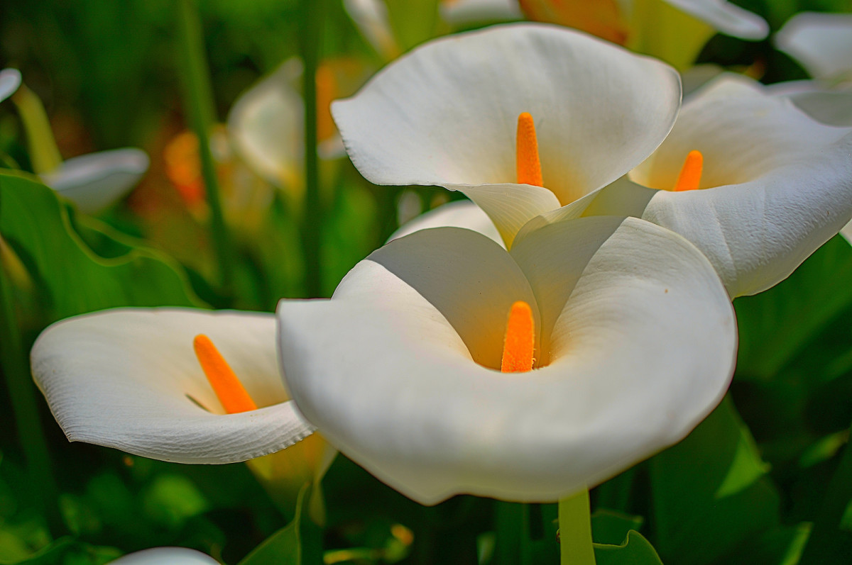 While it's only considered mildly poisonous, people with small children and pets in the household should still be careful with calla lilies.