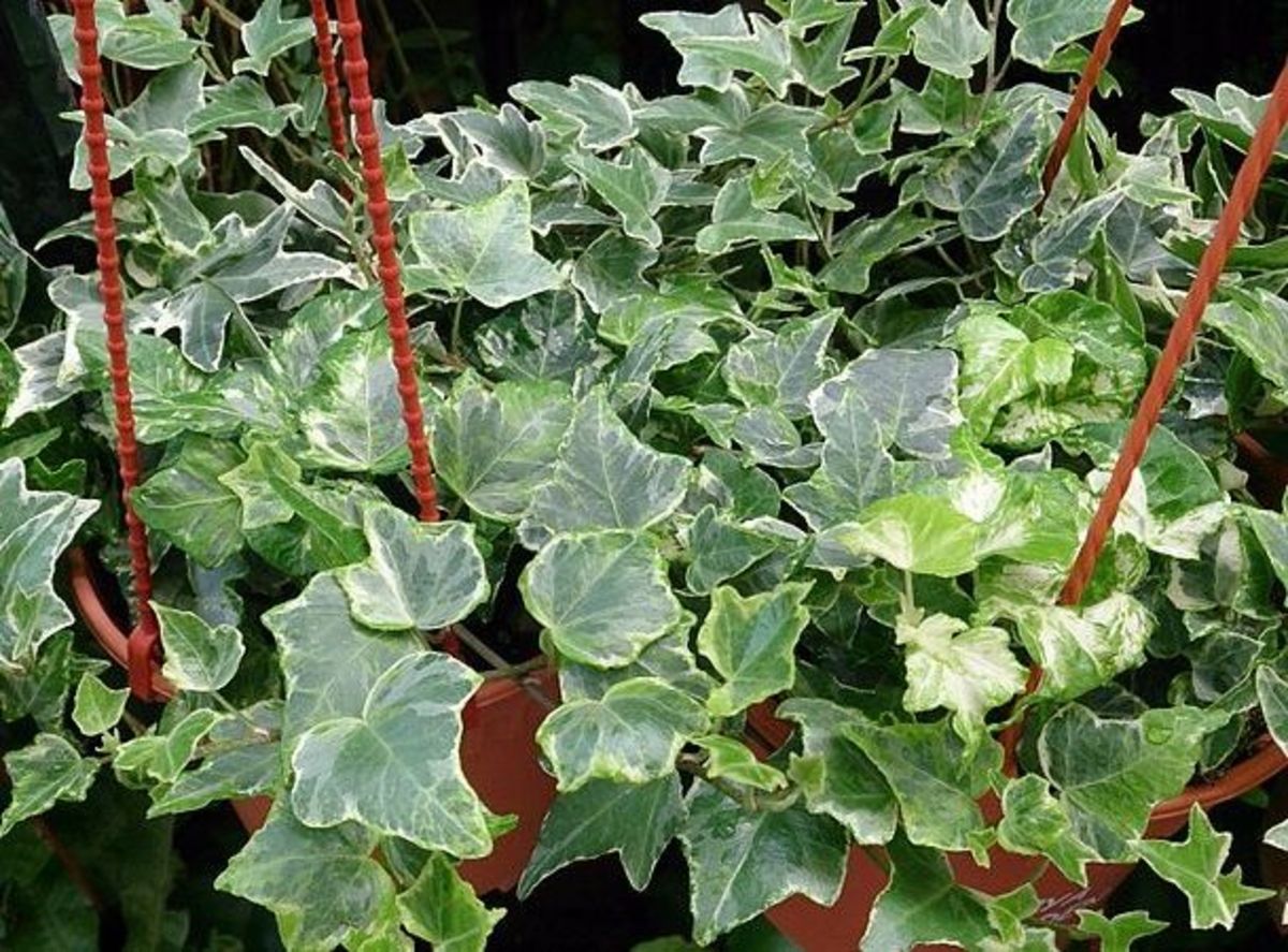 English ivy sap can cause severe skin irritation, redness, and blistering. Ingestion can cause fever-like symptoms, hallucinations, and convulsions.
