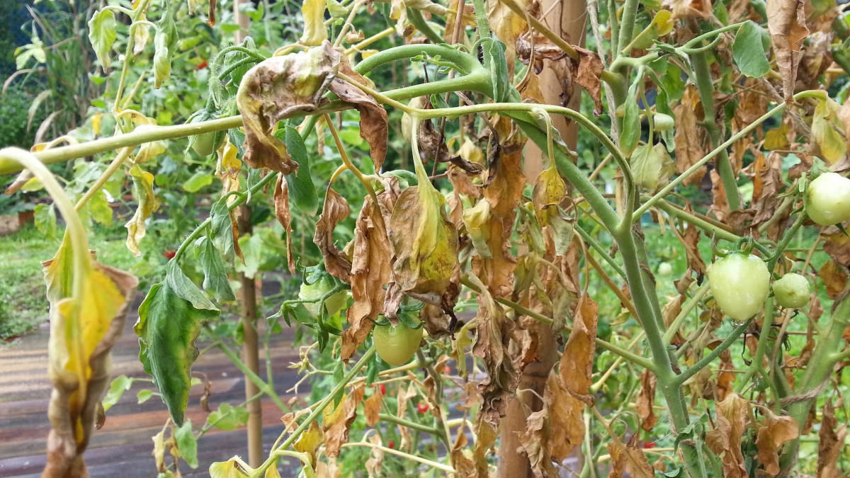 Fusarium Wilt causes leaves to wilt, turn yellow and drop. 