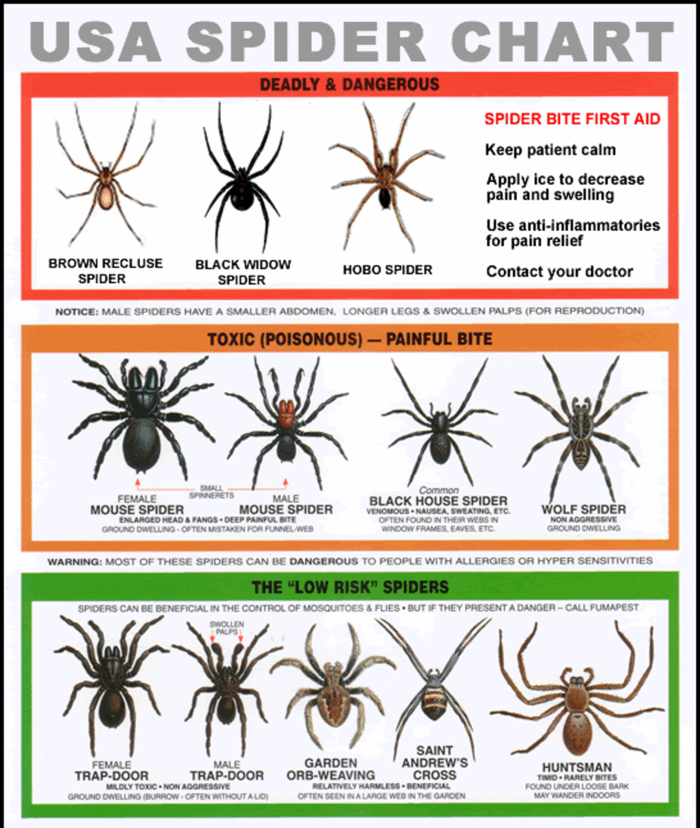 The venomous spiders of the United Sates are at the top of this quick reference chart.