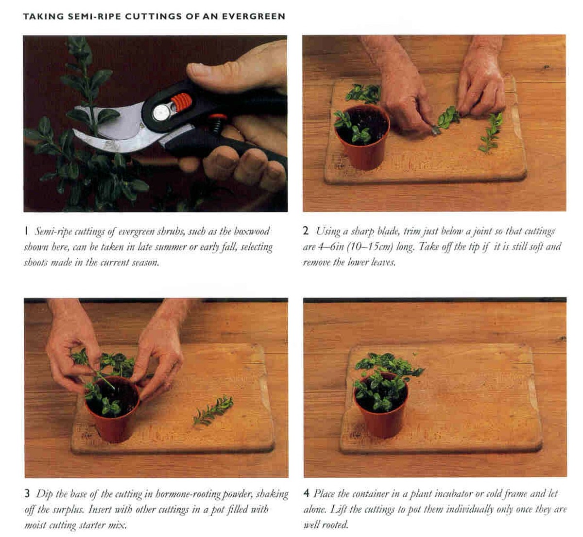 Free Plants From Easy Cuttings How to Snip ‘n’ Stick
