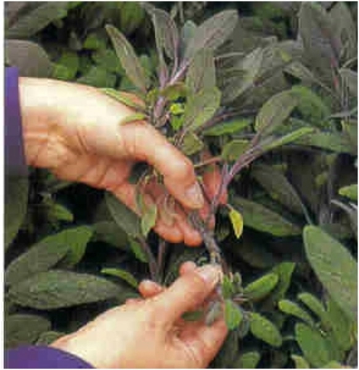 Free Plants From Easy Cuttings How to Snip ‘n’ Stick
