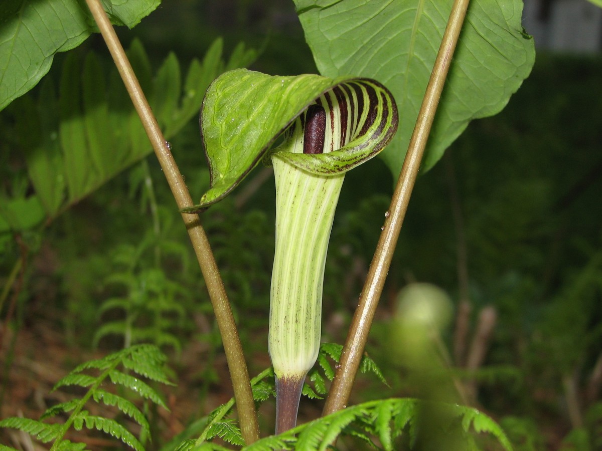 Jack-in-the-Pulpit makes another great addition as it is a native wildflower.