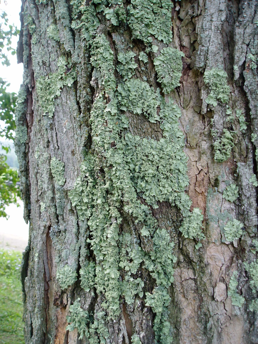 Lichen Identification