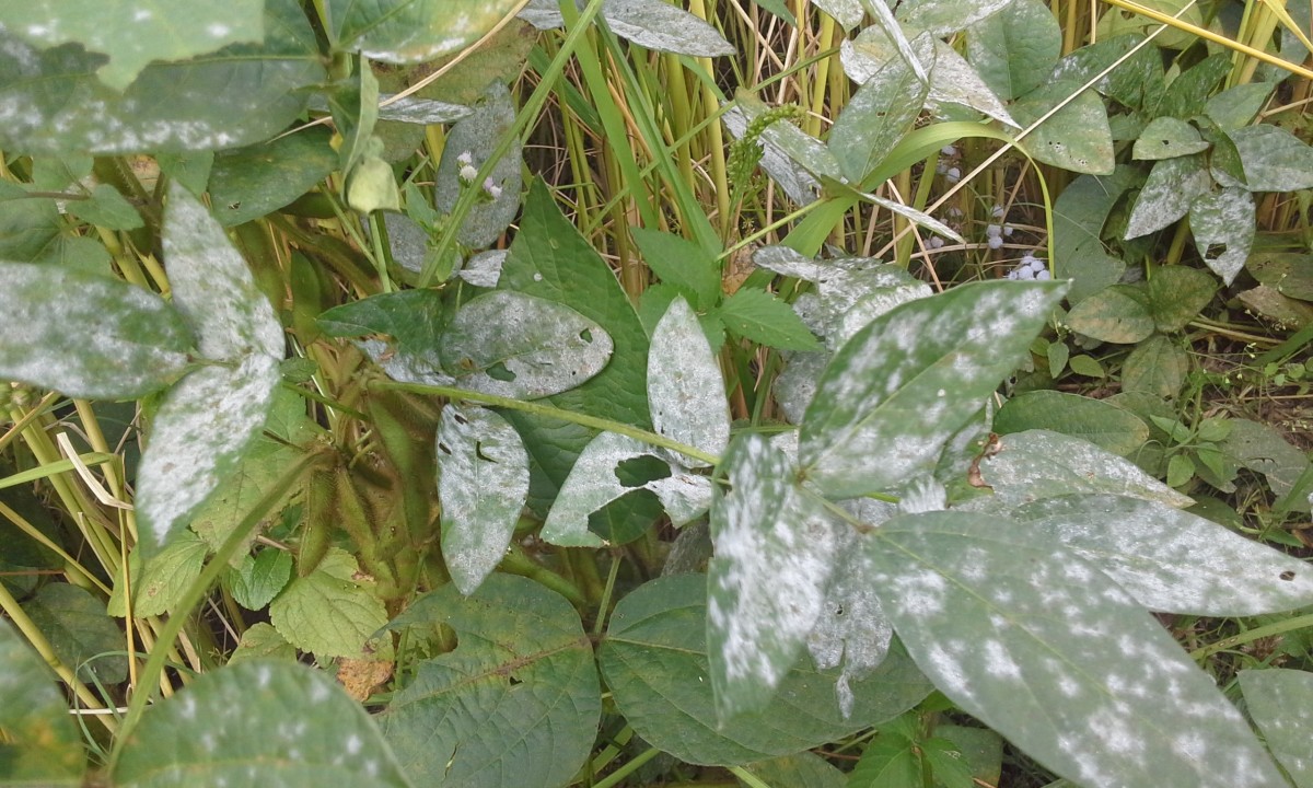 Powdery mildew on a soy bean plant. It'll look similar on a maple.