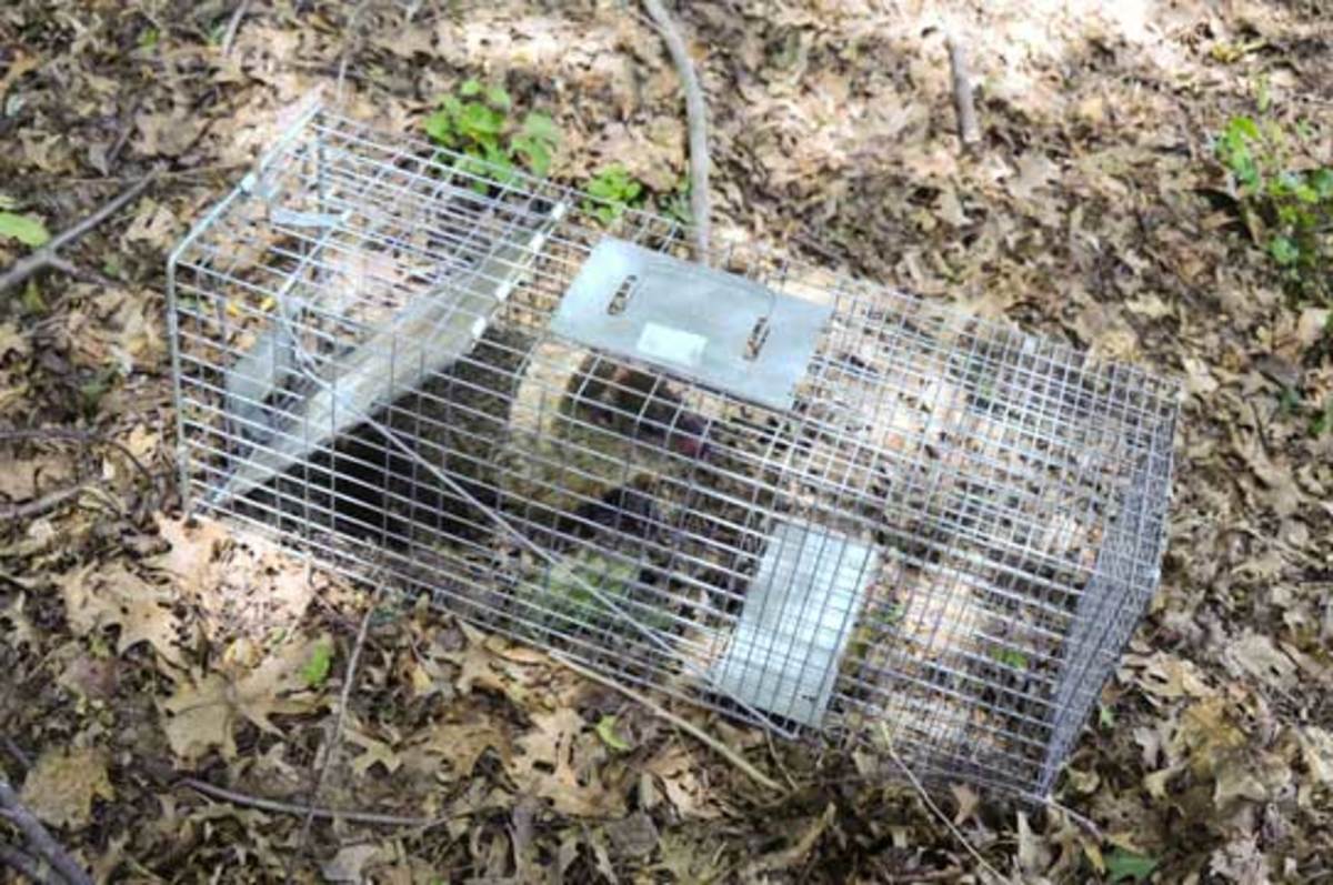 How To Trap A Groundhog Video - Graphic How To Trap Groundhogs Youtube