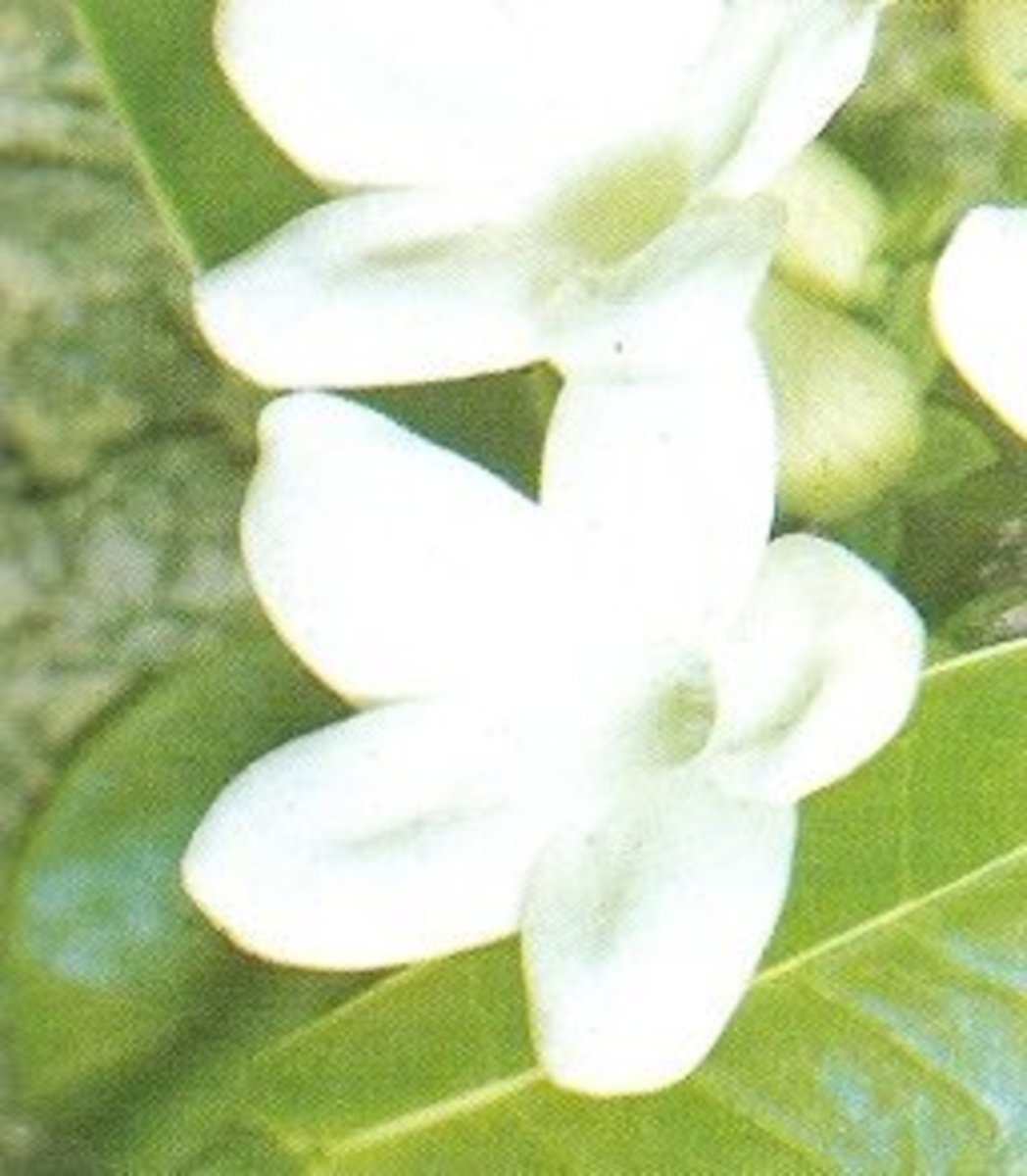 Stephanotis floribunda.